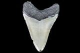Fossil Megalodon Tooth - North Carolina #105003-2